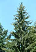 Picea abies (foto MCSN)