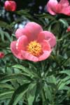 Paeonia officinalis (foto Bernini & Polani)