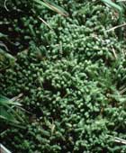 Paludella squarrosa (foto P. Geissler)