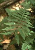 Phegopteris connectilis (foto A. Mingard)