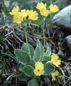 Primula auricola (foto G. Lucchini)