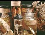 Collezione Pesci Pavesi