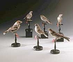 Collezione Uccelli Riva