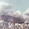 Cagnetto (foto E. Steiger)