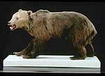 Orso Bruno