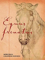 Equus frenatus_Il Cavallo