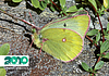 Colias phicomone (foto P. Palmi)
