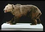 Orso Bruno