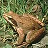Rana di Lataste (foto K. Grossenbacher)
