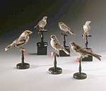 Collezione Uccelli Riva