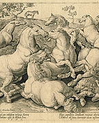 Giovanni Stradano, Lotta tra cavalli