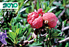 Galle prodotte da Exobasidium rhododendri (foto G. Lucchini)
